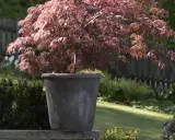 En rödbladig japansk lönn i kruka, perfekt för att plantera pion på våren i en vacker trädgård.