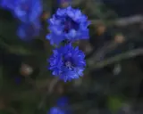 Två blåklint perenn blommor i fokus, med en mjuk, mörk bakgrund.