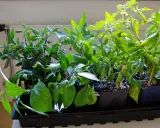 Små plantor av tomat och chili som väntar på att plantera sticklingar direkt i jord.