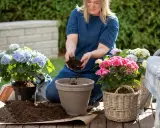 Kvinna planterar en vacker hortensia i kruka. Flera andra hortensior i olika färger syns i bakgrunden.