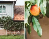 En persikabuske klättrar mot ett hus med tegeltak. En persika hänger bland gröna blad, redo att skördas.