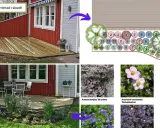 Idébild för en nyplanterad rabatt med stockros och andra blommor. Visar en ritning och exempel på växter.