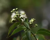 En gren med gröna blad och små, vita blommor som påminner om en jasmin blomma. Några knoppar syns också.