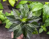 En hand håller en planta med mörka, nästan svarta blad. Bredvid syns andra plantor med ljusgröna, nästan **chili gula blad**.