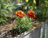 Två orange tagetesblommor i en pallkrage, omgivna av grönska och torrt gräs. Hoppas sniglar inte hittar hit.