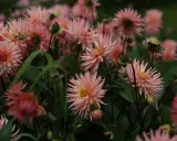 En rabatt fylld med ljusrosa dahlior som blommar. En fjäril sitter på en av blommorna. Plantera dahlia i rabatt för att skapa denna vackra syn.