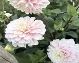 Vackra ljusrosa dahlior i kruka utomhus, med gröna blad och knoppar som växer fram.