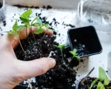 Hand håller en klump jord med små chilifrön, redo att plantera om chili djupare i nya krukor.