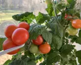 En tomatplanta med mogna och gröna tomater, en ovanlig syn med så tomater i januari.