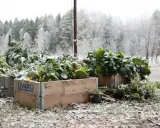 Gröna bladgrönsaker, som svartkål, växer i träkragar utomhus. Marken är täckt av snö och höstlöv.