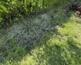 Nytt gräs gror i jorden, en del av det ser ut som **buffalo grass**. Grönskande buskar skuggar delvis.