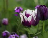 Två mörklila tulpaner, en med vita inslag, blommar i en trädgård. Snart är det dags att plantera tulpaner för nästa säsong.