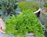 En frodig, grön krusig sallad i en kruka, redo att bli en del av en härlig besk sallad. Bredvid syns rödbladig kål och andra växter.