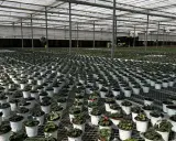 Stora växthus med tusentals krukor med växter, uppradade på hyllor. Ett modernt ebb och flod system ser till att alla plantor får optimal bevattning.