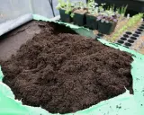 En stor hög med jord i en grön duk. I bakgrunden syns små plantor i krukor, redo för omplantering. Hoppas inga sorgmyggor larver gömmer sig där!