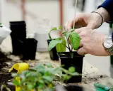 Händer som planterar ut tomater i svarta krukor. Jord och små plantor ligger utspridda på bordet.