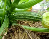 En ung squash planta med en liten, randig squash som växer fram. Vatten droppar från de gröna bladen.