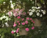 Hängande ampel med blommor i rosa och vitt. En vacker ampel blomma som lyser upp trädgården.