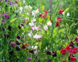 En frodig rabatt med blommor i lila, vita och röda nyanser. Doftande luktärter klättrar på ett nät.