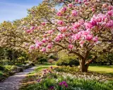 En magnifik magnolia i kruka blommar i en lummig trädgård. En stenlagd gång leder genom en äng med tulpaner och andra vårblommor.