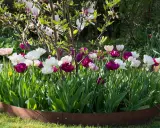 A bed of pink, white, and deep purple tulips blooms in front of a flowering magnolia tree.