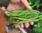 En hand håller en nyskördad hög med gröna haricots verts. Det är en härlig känsla att odla haricots verts och se resultatet.