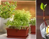 Odla kryddor inomhus: gröna plantor i krukor och en avokadokärna som spirar i ett glas vatten.