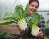 Glad odlare visar upp färsk pak choi som blommar i växthuset.