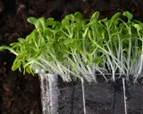 Små, gröna skott växer i en plastbehållare, redo att odla microgreens utan jord.