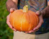 Här är en vackert orange pumpa som hålls i händerna, ett bevis på att det går att odla pumpa i kruka.
