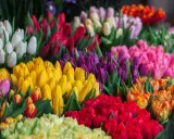 En explosion av färger där tulpaner blommar i rött, gult, lila, rosa och vitt. En härlig syn som sprider glädje.