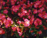 En tät matta av rosa begonia utomhus, med sina karaktäristiska gula mittpunkter, skapar en färgexplosion.