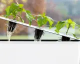 Små plantor med synliga rötter i ett hydroponiskt system. En hand justerar en av plantorna i den vita behållaren, redo för hydroponisk odling av tomat.