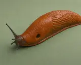 En brun snigel med tentakler som sträcker sig framåt, kryper på en grön bakgrund.