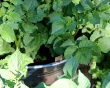 Gröna, frodiga blad från potatis i kruka. Solen lyser på plantan som växer sig stark.