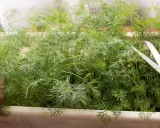 En hand håller dillplantor för att klippa dem med en sax. Det är enkelt att odla dill i kruka inomhus för färska kryddor året runt.