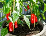 Odla chili i kruka ger en fin skörd av röda och gröna chilifrukter. Stödjer plantan med pinnar för att hålla frukterna uppe.