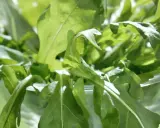 En närbild av färska, gröna blad som liknar pak choi, med solljus som lyser igenom.