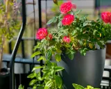 En vacker ros i kruka inomhus blommar med sina rosa kronblad. Gröna blad och en annan växt i bakgrunden.
