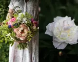En person håller en bukett med blommor, inklusive en stor ljusrosa pion. Till höger syns en vit pion med vattendroppar, en vacker påminnelse om pioner blomningstid.