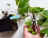 En hand beskär en tomatplanta med sekatör. Jord ligger utspridd runt krukan och plantan, vilket kan tyda på ohyra på tomatplantor.
