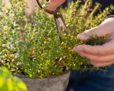 En hand klipper timjan blommor från en kruka.