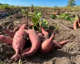 Färska, röda sötpotatisar ligger uppgrävda ur jorden på ett fält. En del av plantan syns fortfarande.