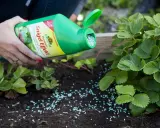 En hand sprider blå korn från en grön flaska runt jordgubbsplantor. Produkten är effektiv mot sniglar.