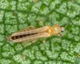 En närbild av en ljusbrun trips på ett grönt blad. Denna insekt kan kräva thrips treatment för att skydda växter.
