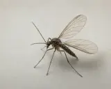 En närbild av en sorgmygga med sina genomskinliga vingar. Den ser ut att ha landat på en yta som påminner om kanel.