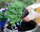 Händer planterar en doftande lavendel i kruka. Snart sprider sig den lila skönheten i trädgården.