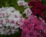 Vackra perenner som blommar hela sommaren i vitt, rosa och mörkt rött. En färgexplosion i trädgården.