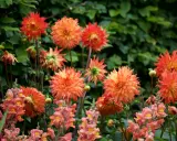 En grupp lysande orange dahlia bloom med mjuka rosa lejongap i förgrunden.