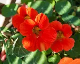Färgglad buskkrasse i kruka med sina karaktäristiska orange blommor och runda blad.